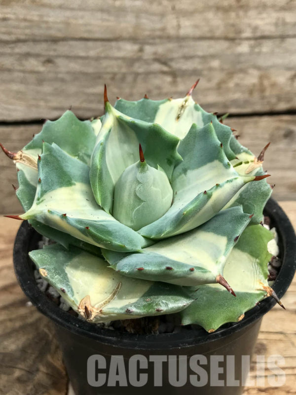 SHPR3412 Agave Isthmensis Ohi Raijin Shiro Nakafu White Cactus Online