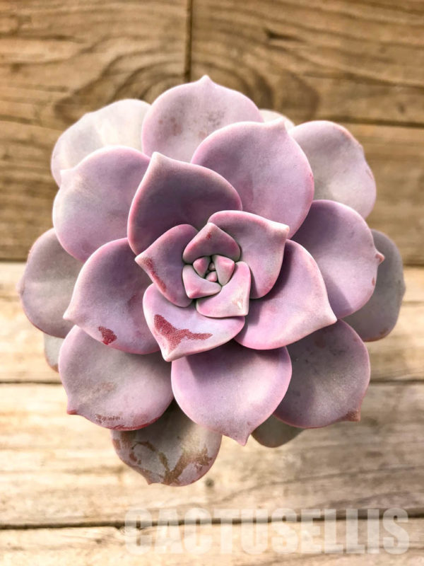 Shpr Graptopetalum Snow White