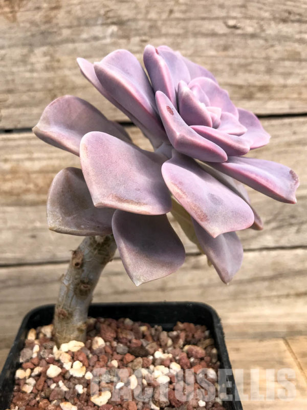 SHPR5075 Graptopetalum Snow White Cactus Online