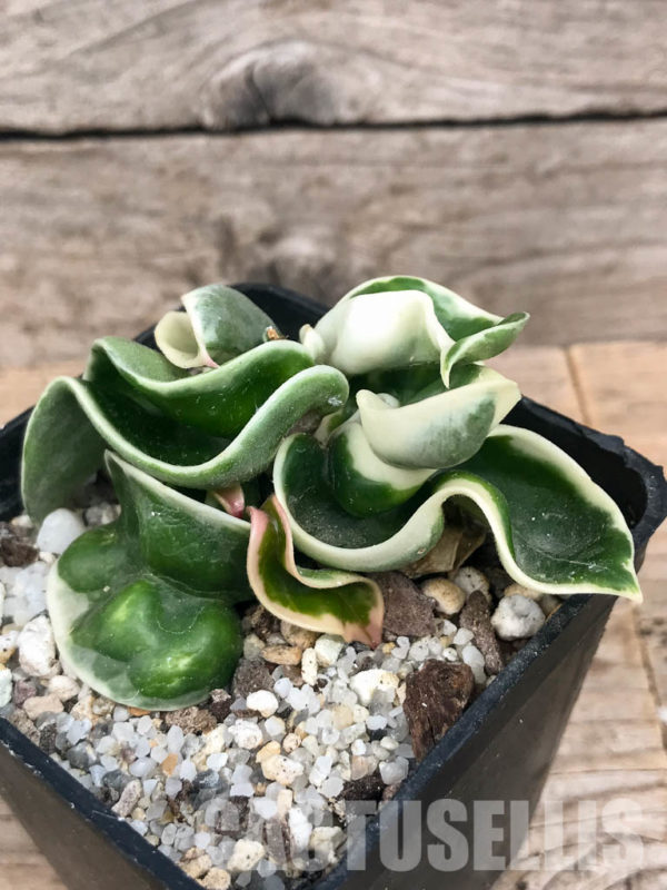 Shpr Hoya Carnosa Compacta Variegata