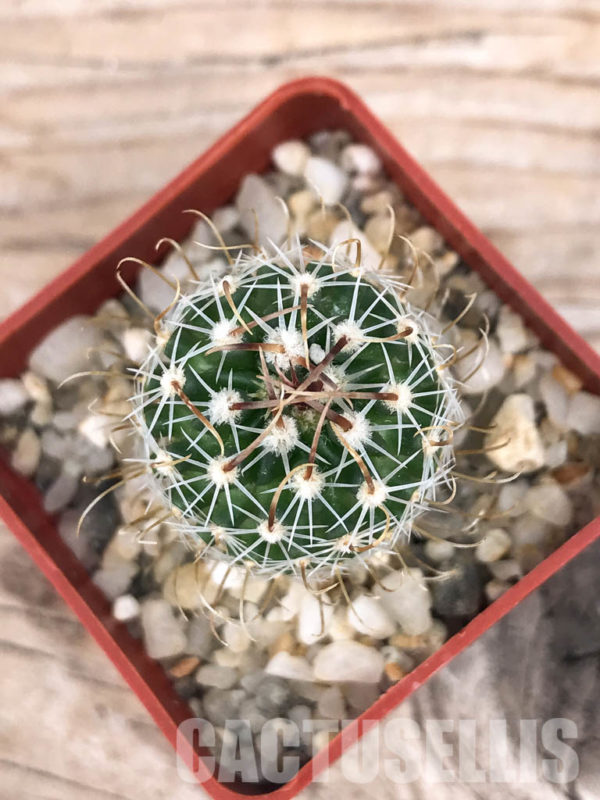 Shpr Stenocactus Lancifer Mexico