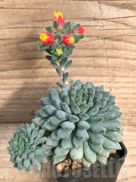 SHPR8006 Echeveria setosa var deminuta Rundelli 2 heads Кактус онлайн