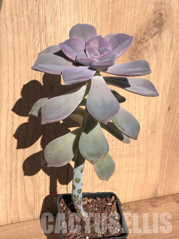 Shpr Graptopetalum Snow White