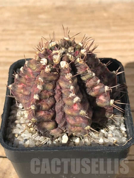 SHPR8094 Gymnocalycium Mihanovichii T Rex Variegated Cactus Online