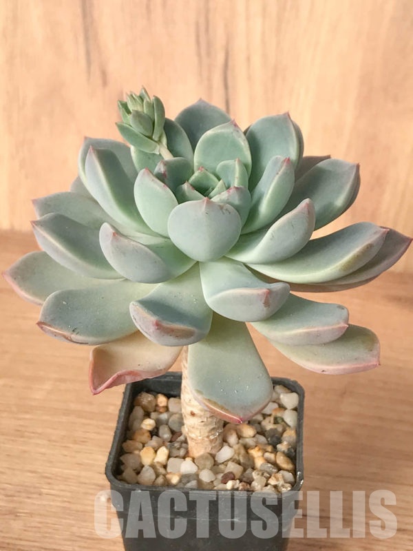 SHPR8245 Echeveria hybrid Кактус онлайн