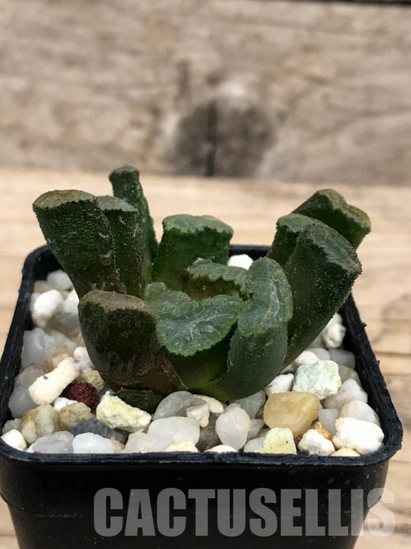 Shpr Haworthia Truncata X Maughanii Cactus Online