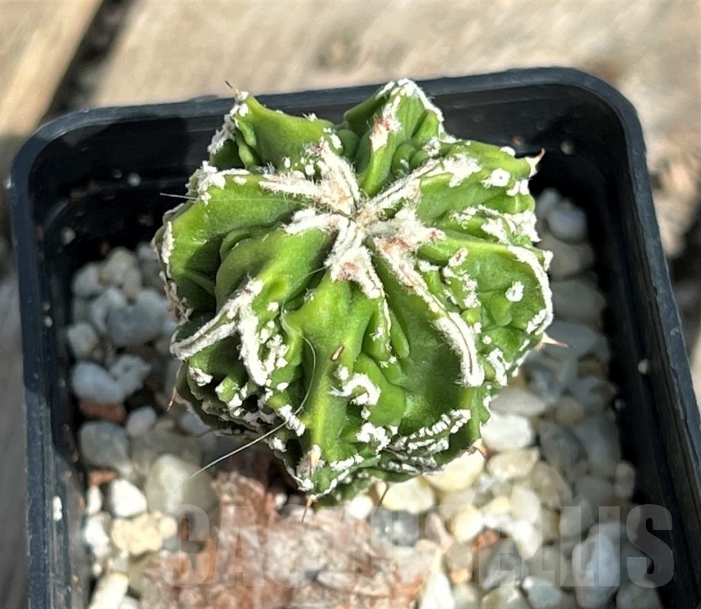 SHPR11633 Astrophytum myriostigma cv Fukuryu v nudum Кактус онлайн