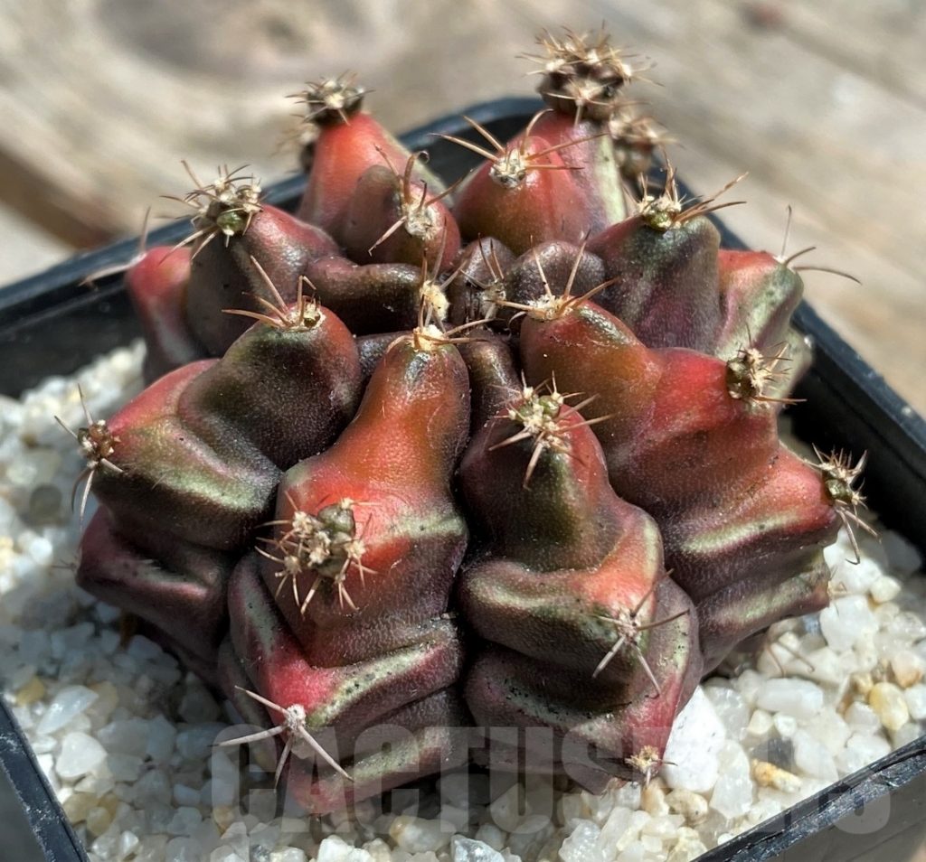 Shpr Gymnocalycium Mihanovichii F Variegata