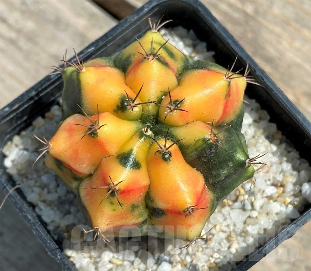 Shpr Gymnocalycium Mihanovichii F Variegata