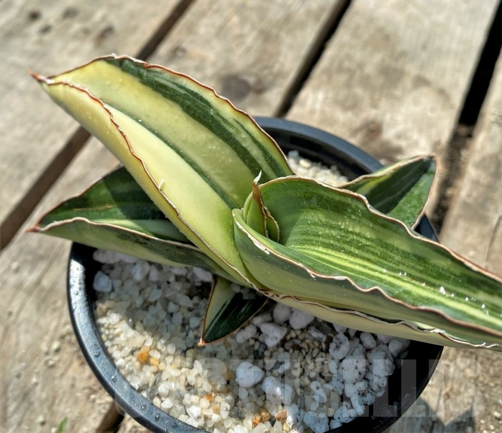 SHPR11522 Sansevieria robusta White variegata Кактус онлайн