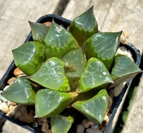 SHPR12729 Haworthia retusa hybrid Кактус онлайн