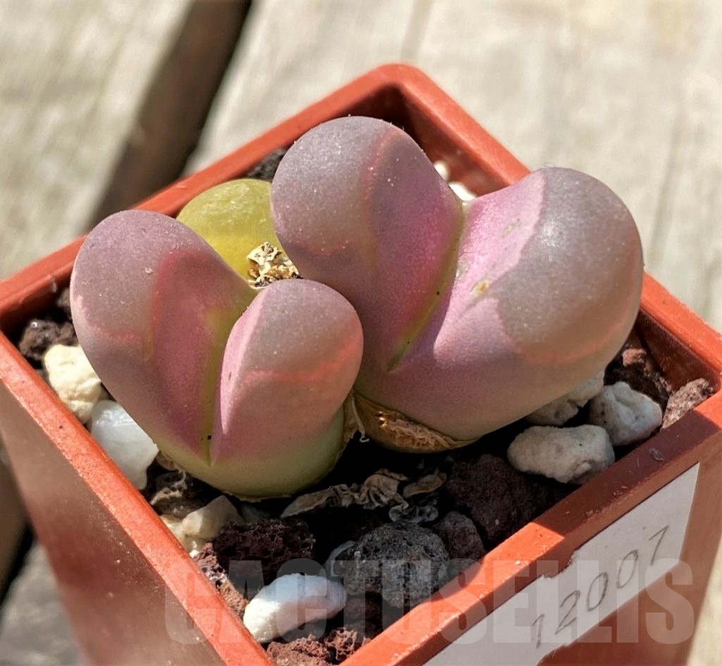 SHPR12007 Lithops optica v rubra Кактус онлайн