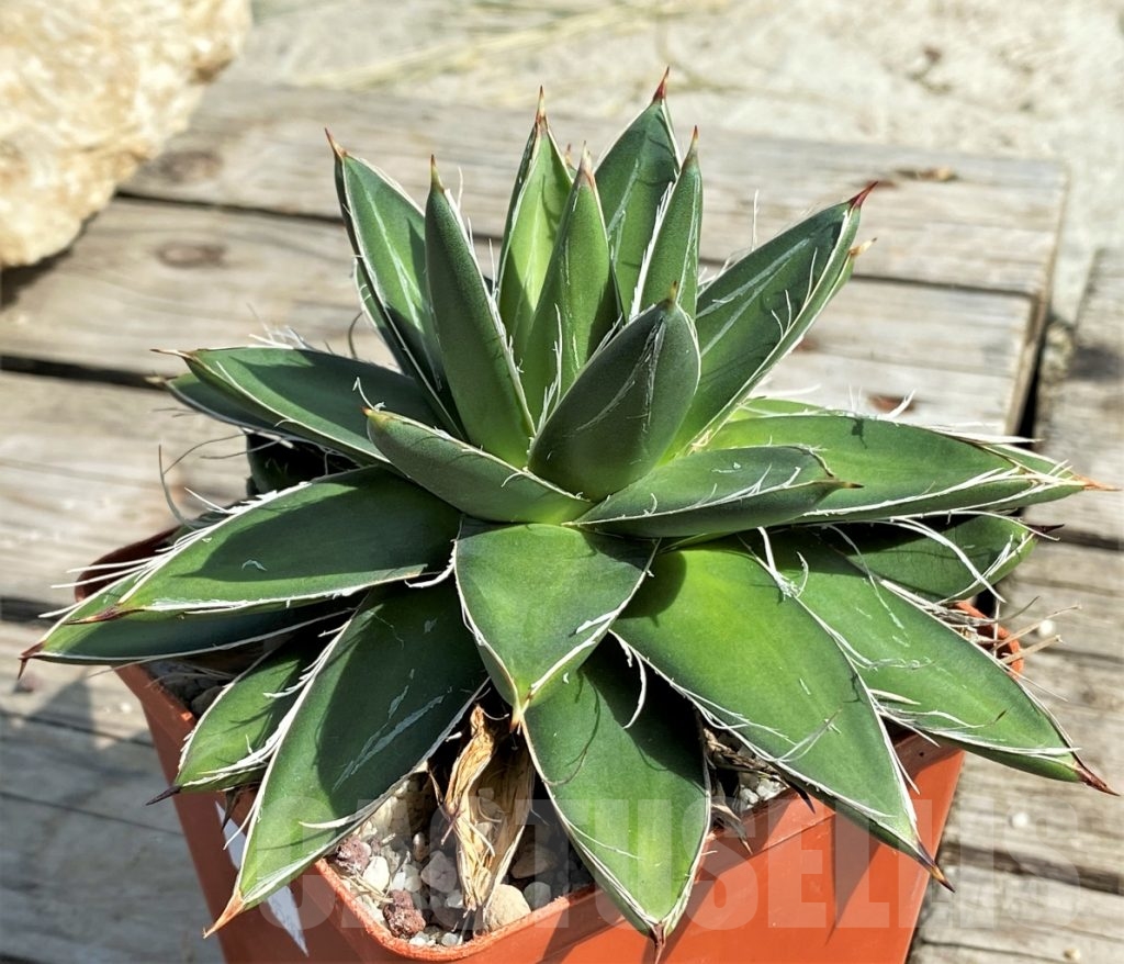 Shpr Agave Filifera Compacta