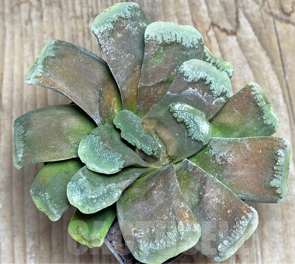 Shpr Haworthia Truncata X Retusa