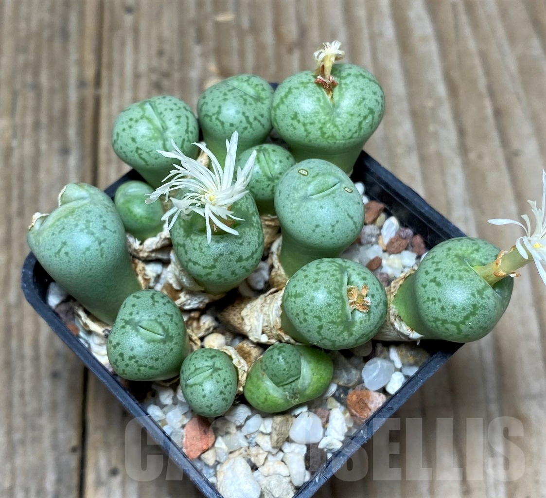 SHPR15050 Conophytum Obcordellum Lambertense Cactus Online