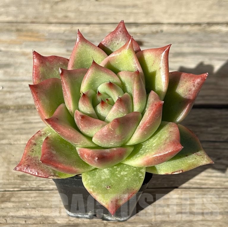 Shpr Echeveria Agavoides Hybrid