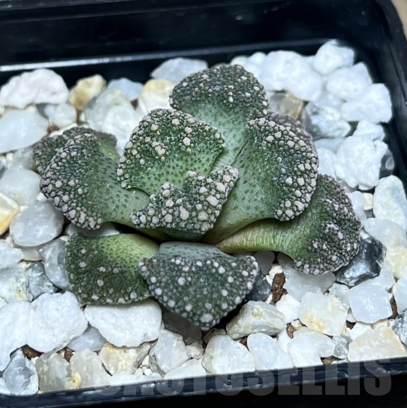 Shpr Titanopsis Calcarea Mg