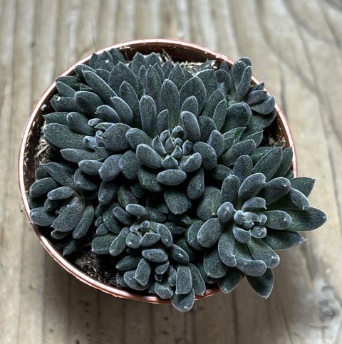 Shpr Sinocrassula Yunnanensis