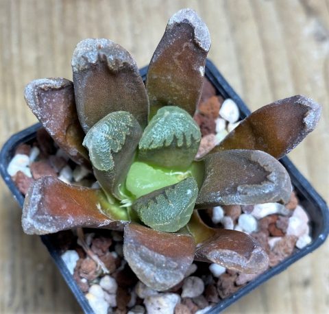 Shpr Haworthia Maughanii X Cooperi