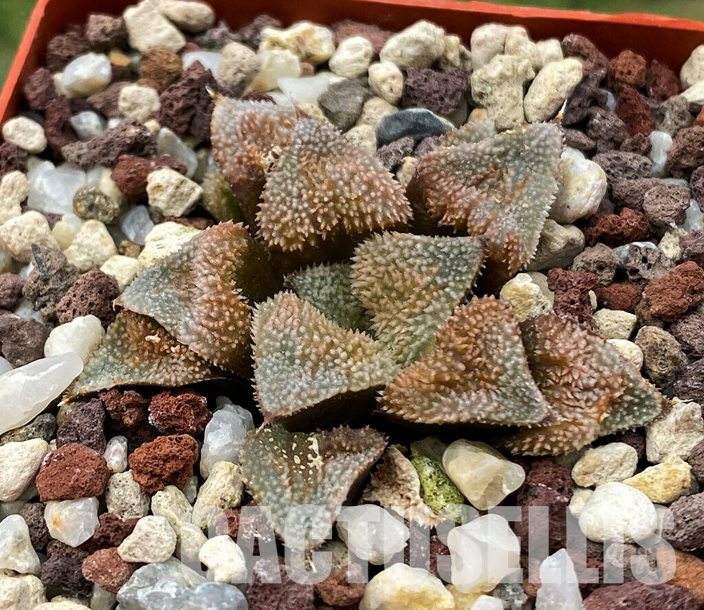 E220k Haworthia 'La vie rose' HKCX 12, Cactus Nishi, ex ...