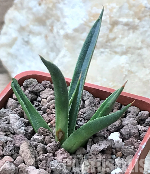 SH1161 Agave toumeyana var. bella - Cactus-online