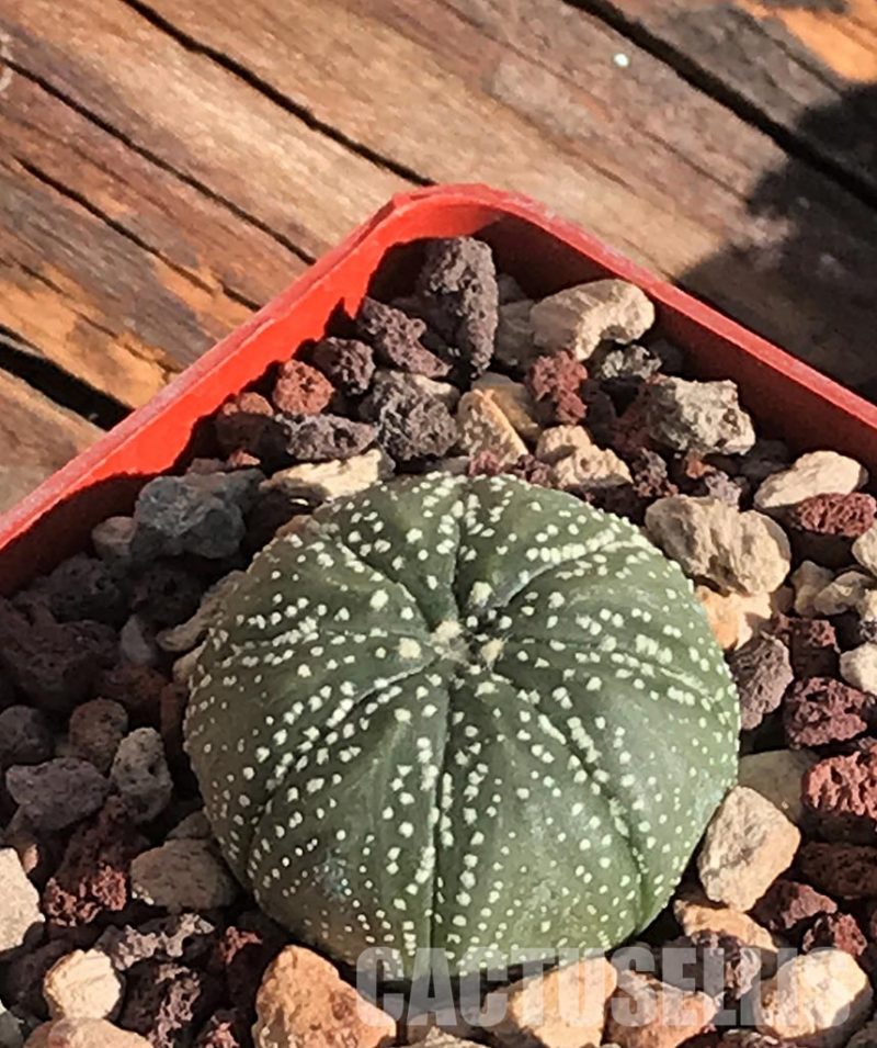 SH1323 Astrophytum asterias cv. Hanazono - Cactus-online