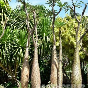 LOT141 20 SEEDS Pachypodium Mikea caudex succulent plant - Cactus-online