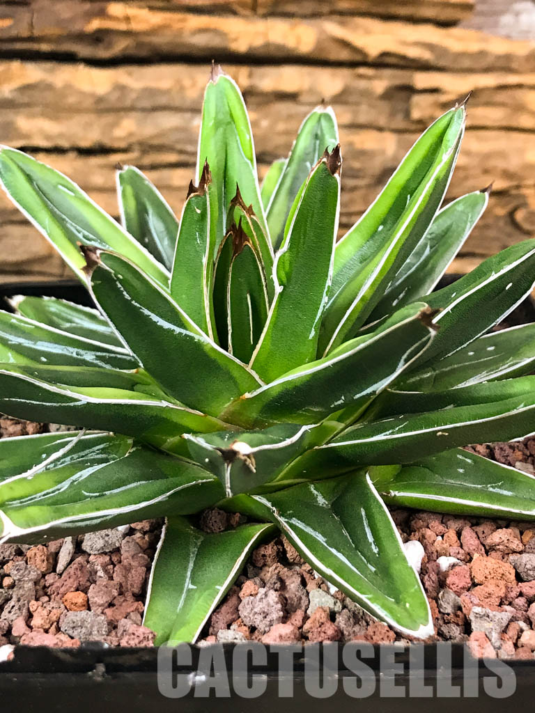 SH1381 Agave victoria reginae variegated - Cactus-online