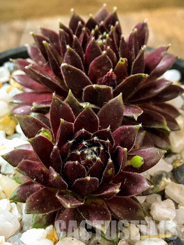 SH1458 Sempervivum overig/ outdoor plant - Cactus-online