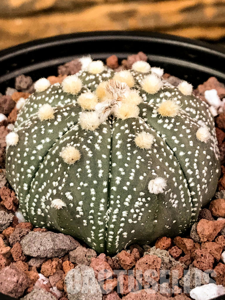 SH1467 Astrophytum asterias cv. Ooibo Kabuto - Cactus-online