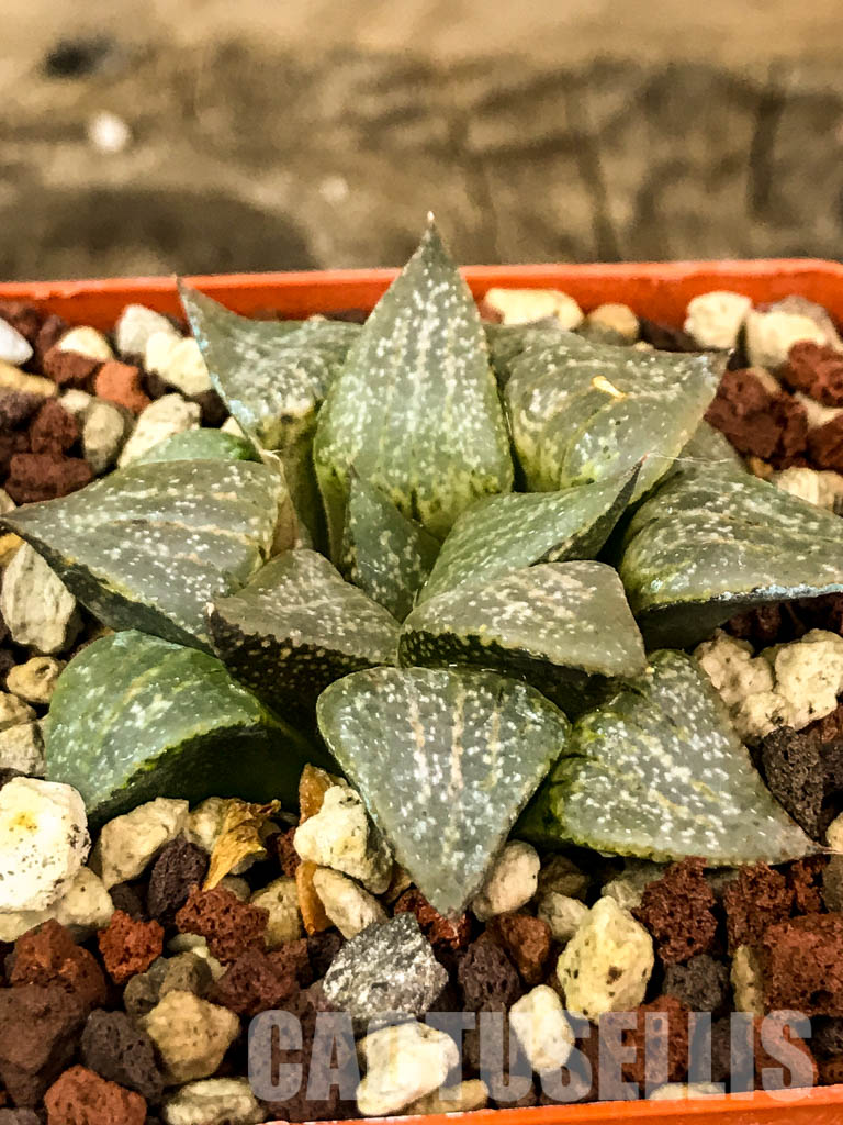 SH1488 Haworthia emelyae - Cactus-online