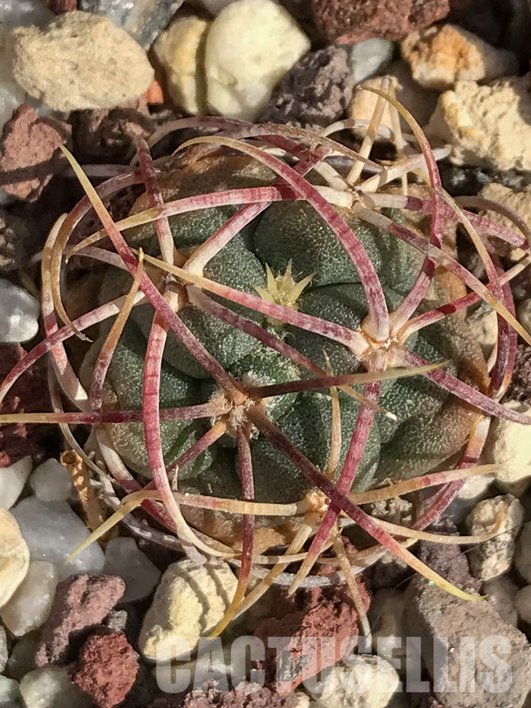 Shpr Thelocactus Bicolor Subs Heterochromus Hybrid Cactus Online