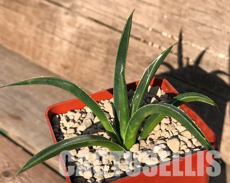 E9R Agave toumeyana v. bella, evergreen succulent plant ...