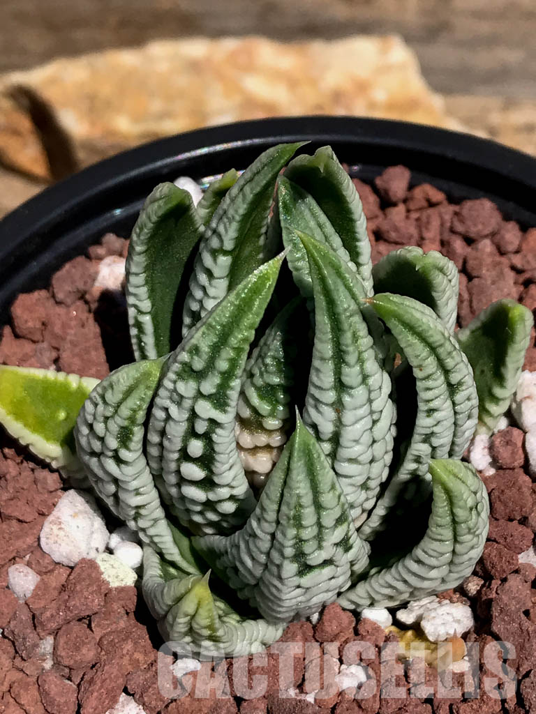 SHPR2090 Haworthia pumila 'Emperor' - Cactus-online