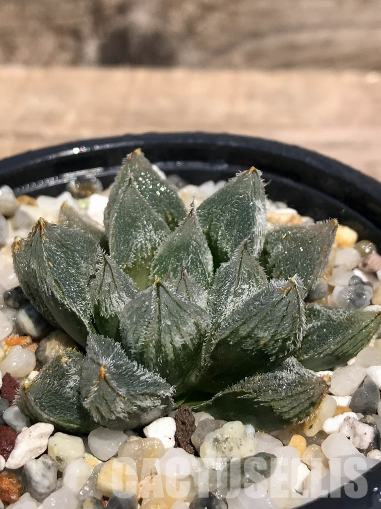 SHPR2375 Haworthia cooperi var. venusta cv. White Fox - Cactus-online