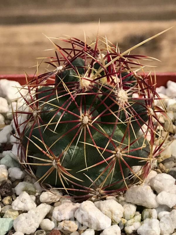 Shpr Thelocactus Bicolor