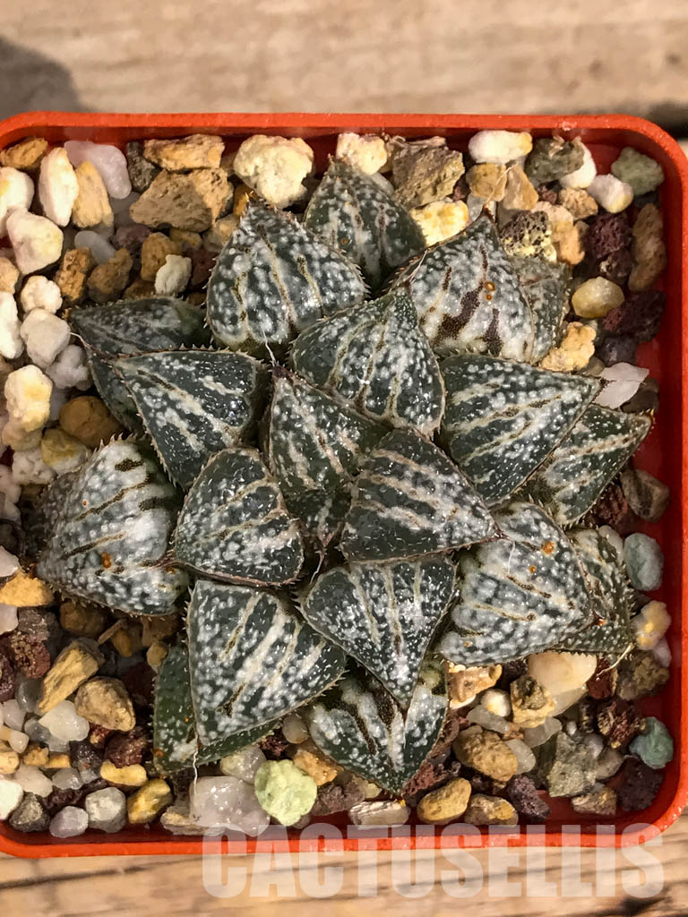 SH3105 Haworthia 'Yuki Keshiki' - Cactus-online