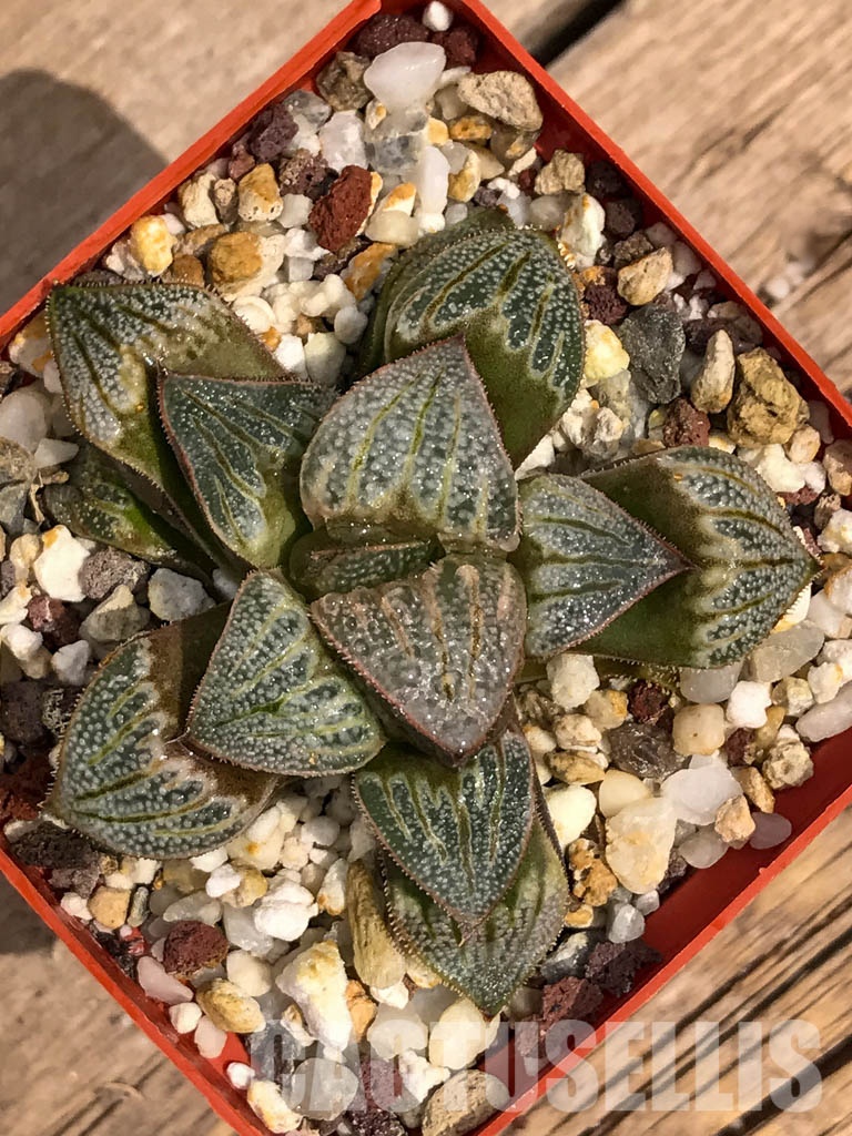 SH3113 Haworthia splendens cv 'Aries' - Cactus-online