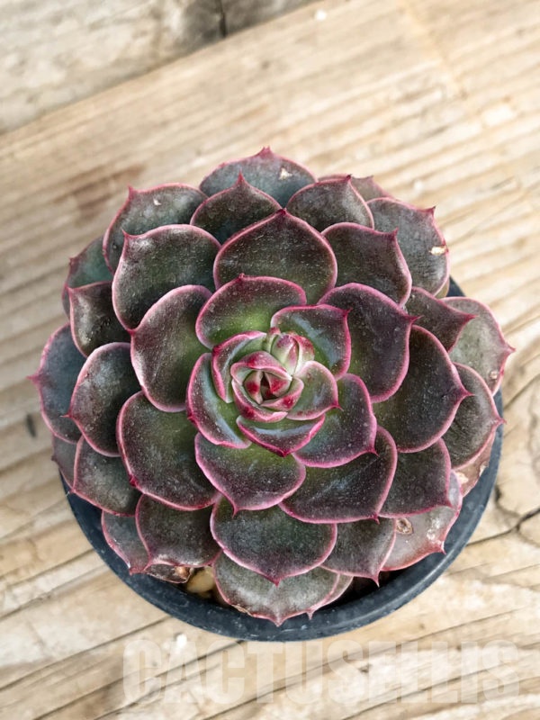 SHPR3558 Echeveria ‘Saint Louis’ – Кактус онлайн