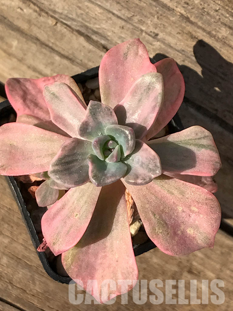 Shpr3925 Graptoveria Mrs Richards Variegated Cactus Online 9265