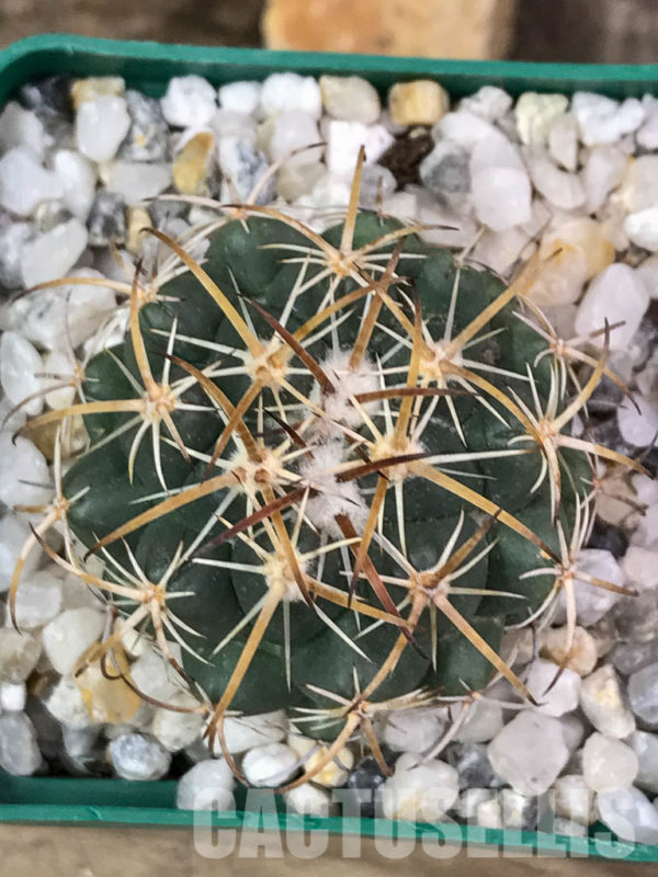 SHPR4384 Coryphantha pallida SB 568, Tehuacan, Puebla, Mexicó - Cactus ...