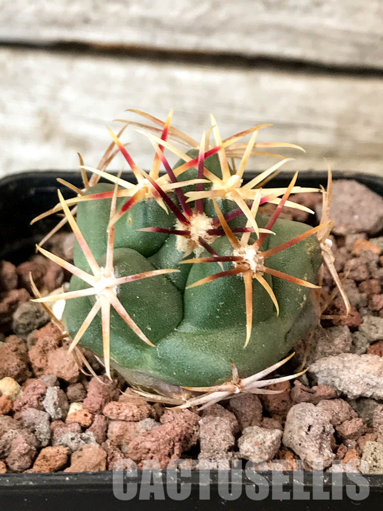 SHPR4523 Thelocactus heterochromus - Cactus-online