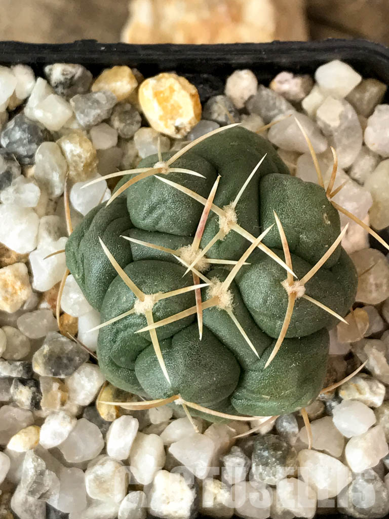 Substrat cactus 5l Fleur — BRYCUS