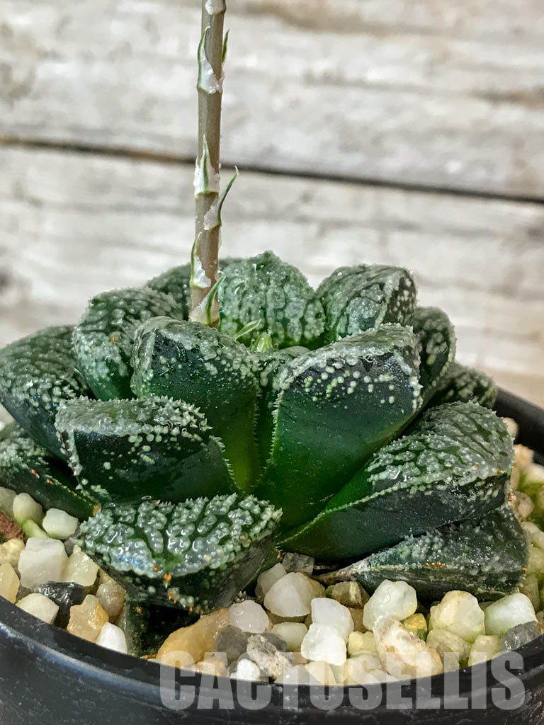 SHPR4610 Haworthia ‘Mordor’ - Cactus-online