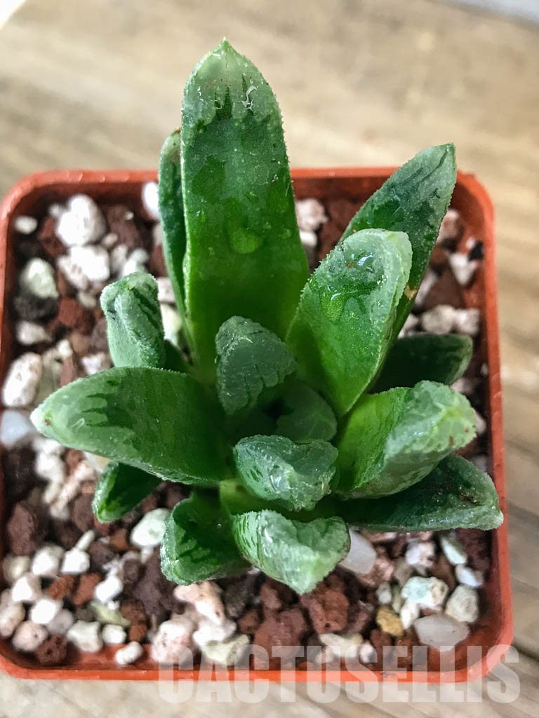 SHPR4612 Haworthia 'Harry Johnson' - Cactus-online