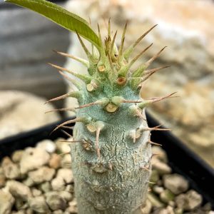 SHPR4664 Pachypodium cactipes PV 2087, Ankaramena, Madagascar