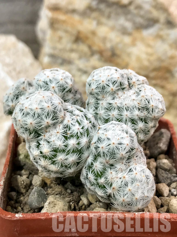 SHPR4647 Mammillaria herrerae, Queretaro, Mexico - Кактус онлайн