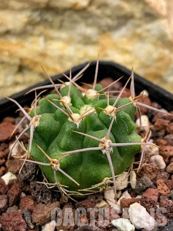 SHPR4704 Gymnocalycium mostii v. genseri P 380, Cordoba (Tulumba 1000m ...