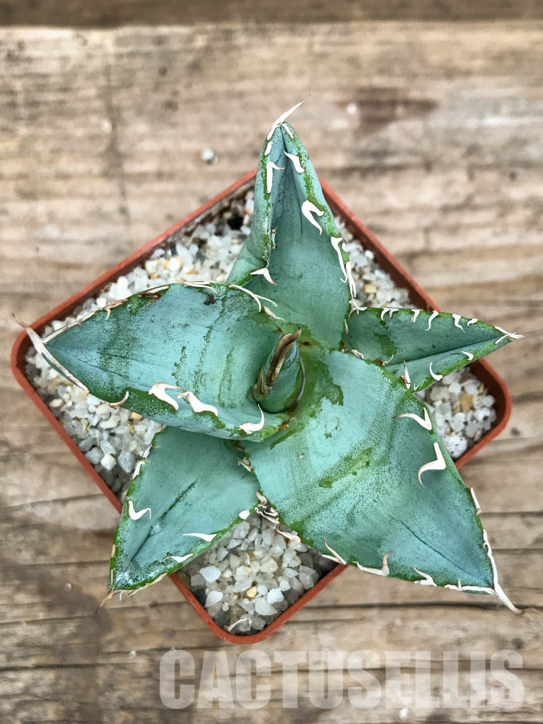 SHPR4874 Agave titanota 'white ice'