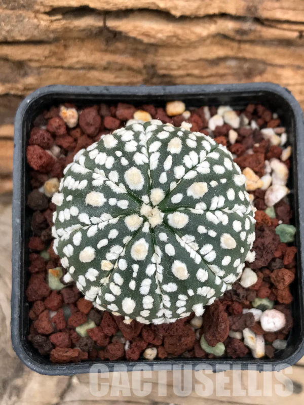 SHPR5176 Astrophytum asterias cv. Superkabuto - Cactus-online